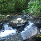 PEQUEÑO RÍO EN EL MONTE MISIONERO