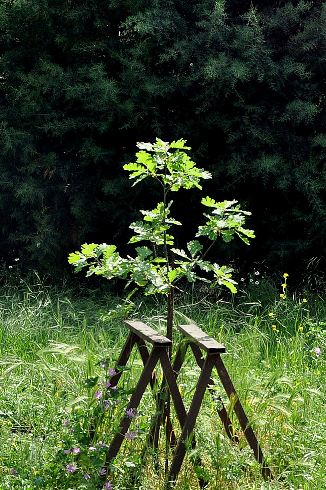 Pequeño roble