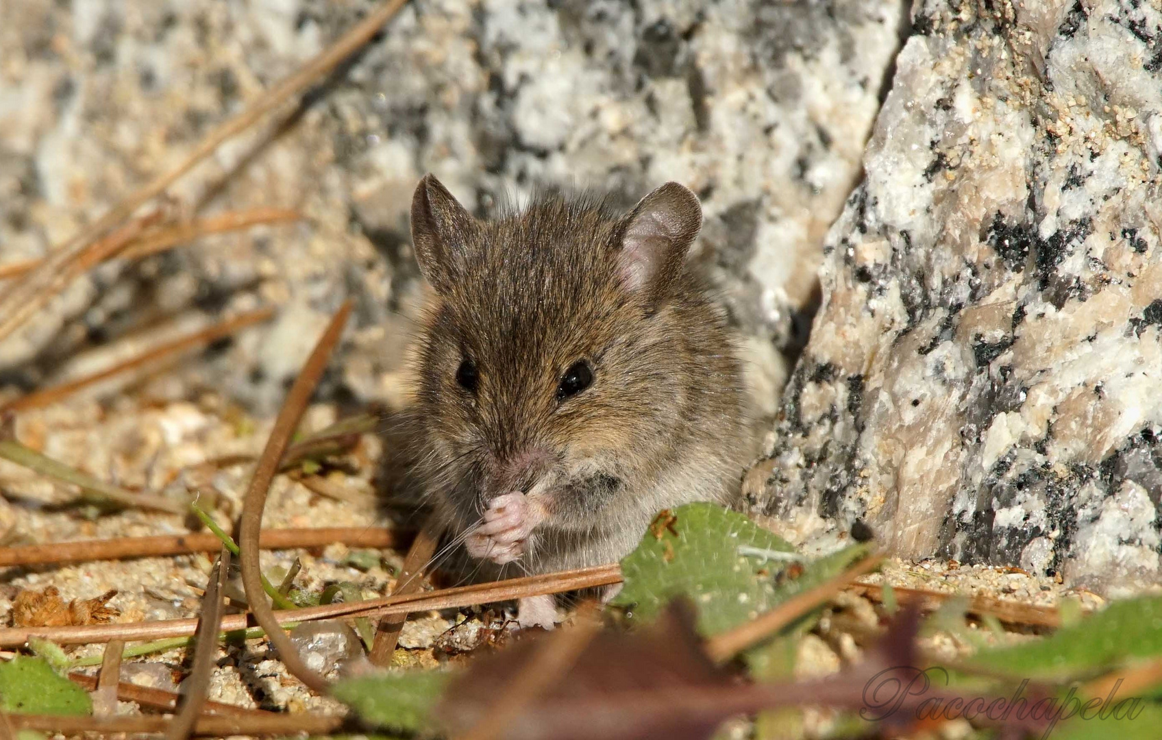 Pequeño roedor