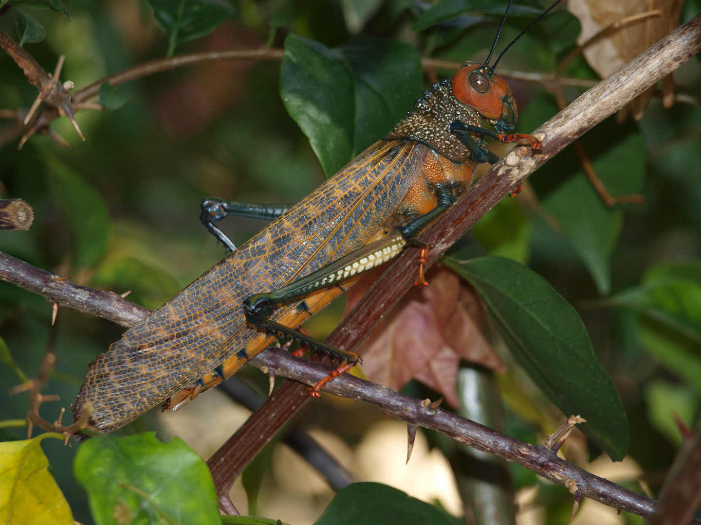 "Pequeño" Saltamontes...