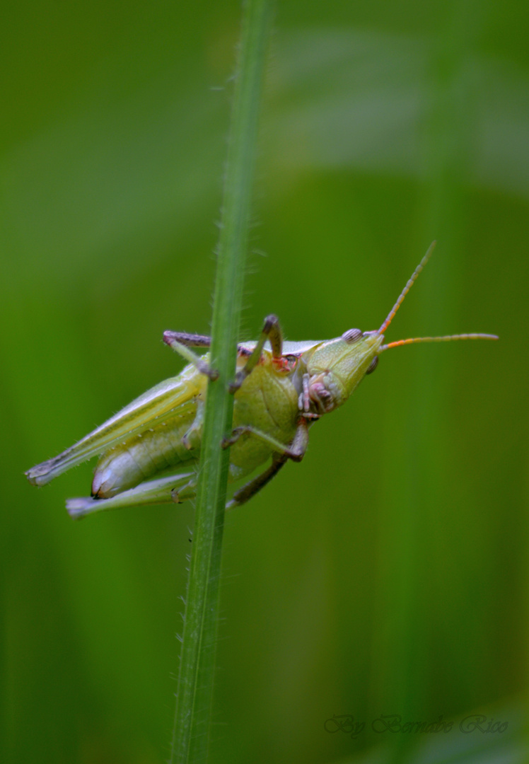 pequeño saltamontes