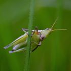 pequeño saltamontes