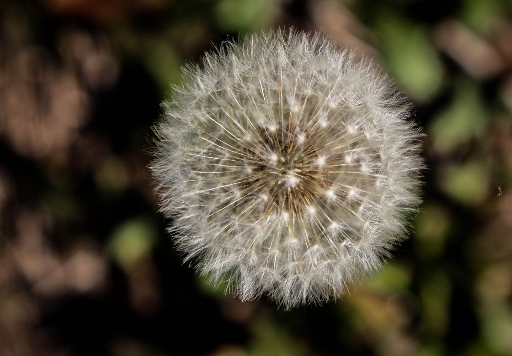 Pequeño universo