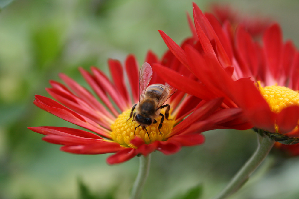 Pequeños abeja