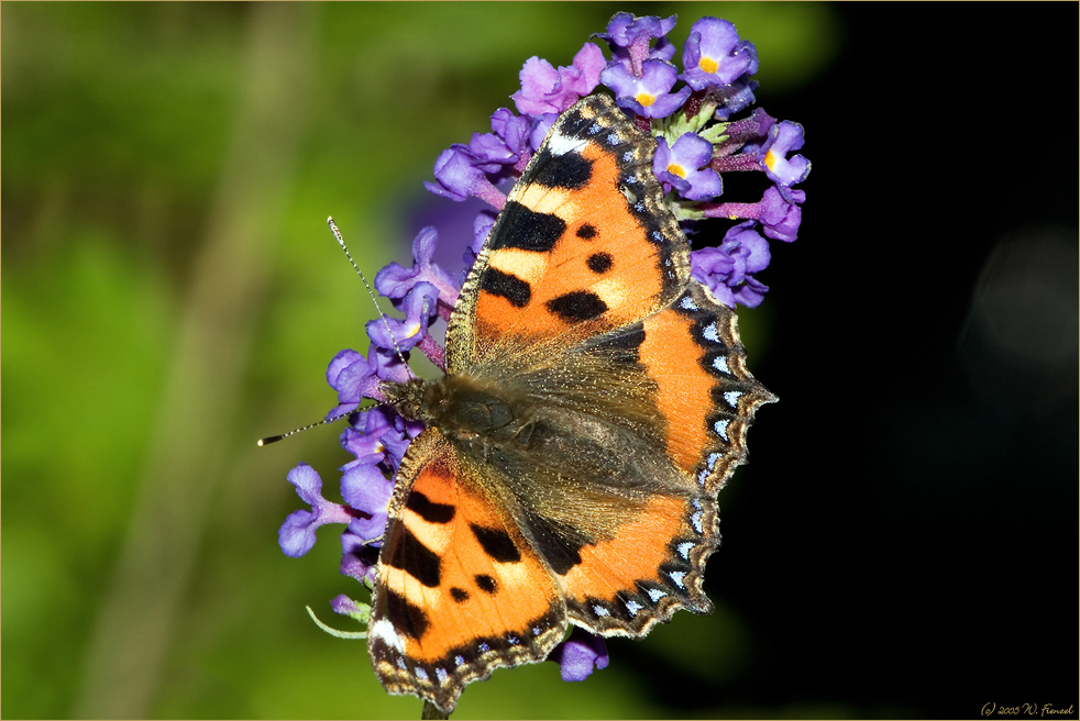 Per Anhalter durch die Natur