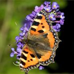 Per Anhalter durch die Natur