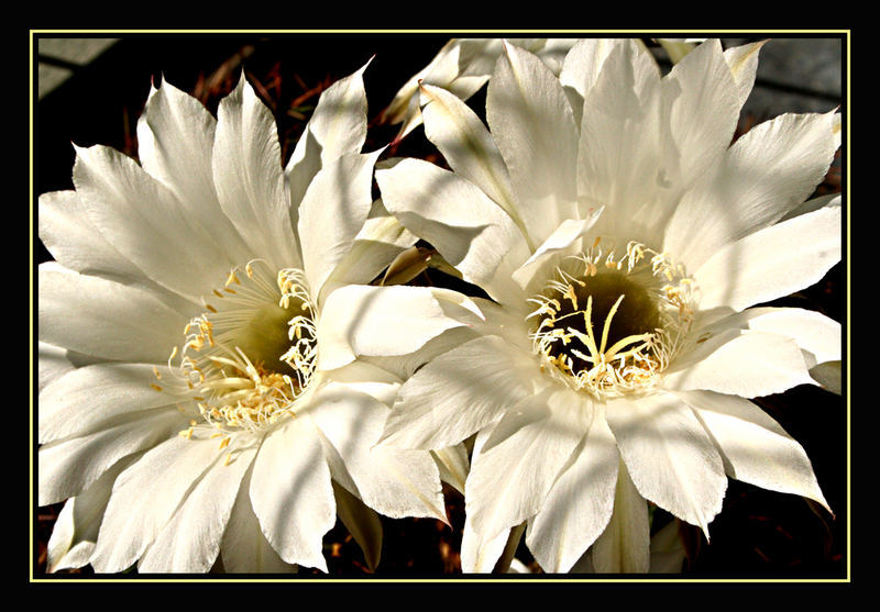 Per Anne Marie - Fiori di cactus