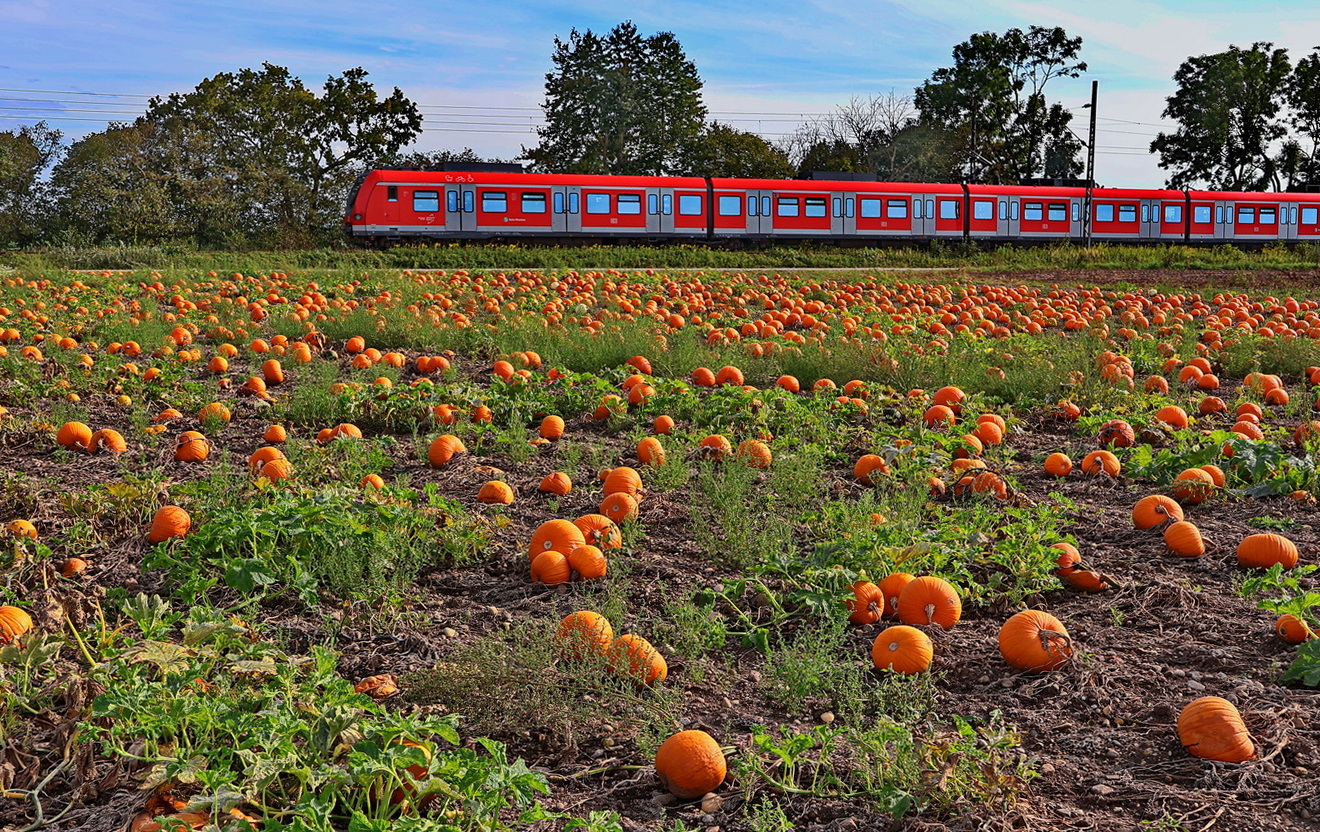 Per Bahn vorbei am Kürbisfeld.