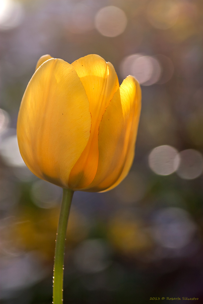 Per chi ama il "GIALLO"