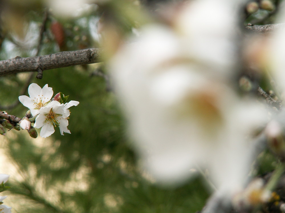 Per fare il frutto ci vuole il fiore