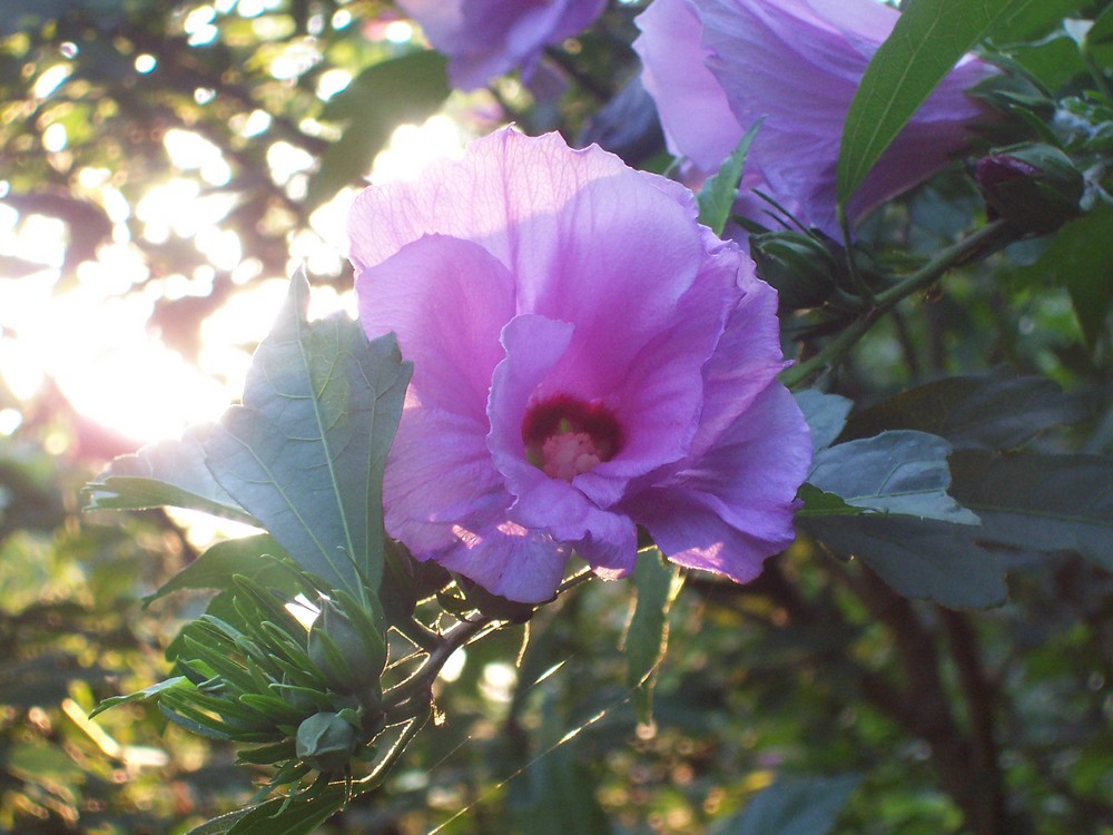 PER FARE TUTTO CI VUOLE UN FIORE...