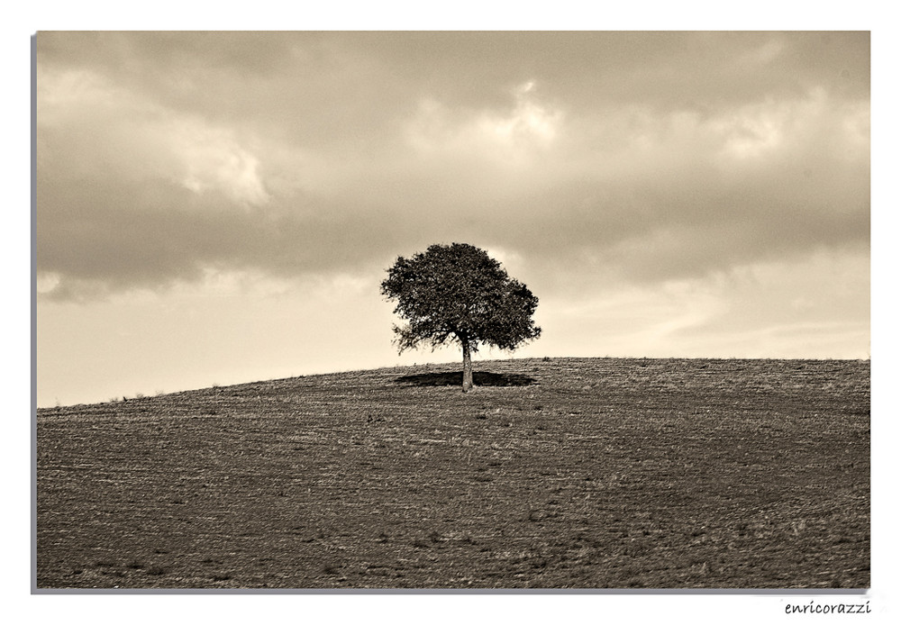 per fare un'albero...