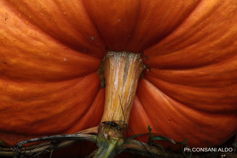 Per la festa di HALLOWEEN