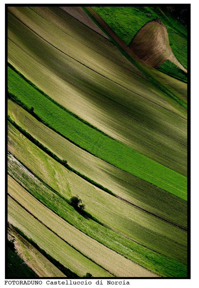 per la serie: la fioritura di Castelluccio di Norcia