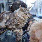 Per le strade di Torino