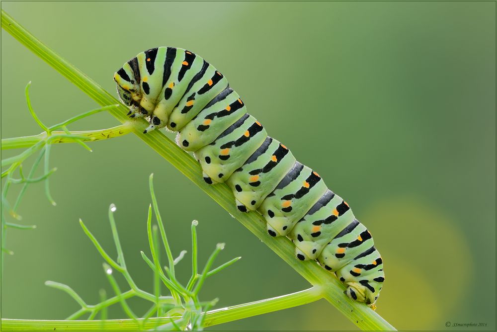 per non perdere il vizio "the King larvae"