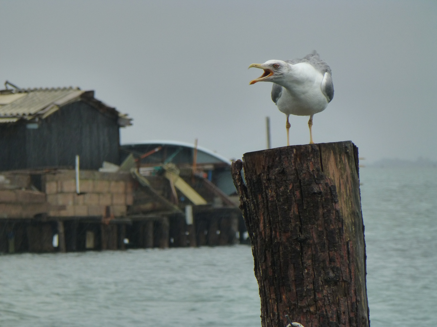 per Pellestrina