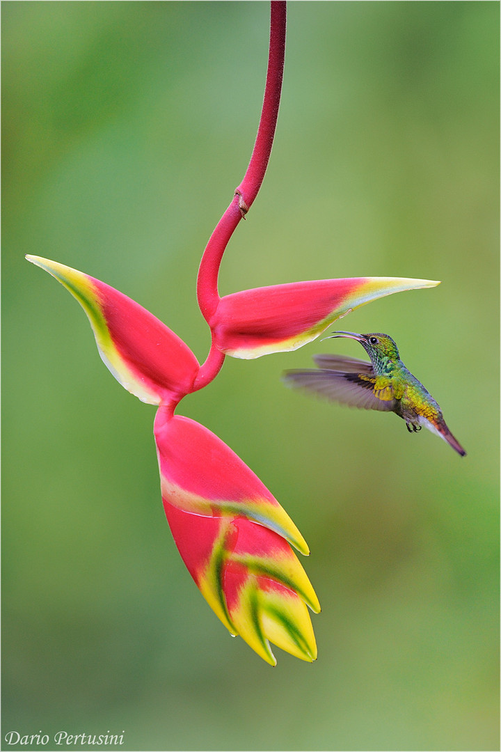 Per un grande fiore...ci vuole un piccolo colibrì