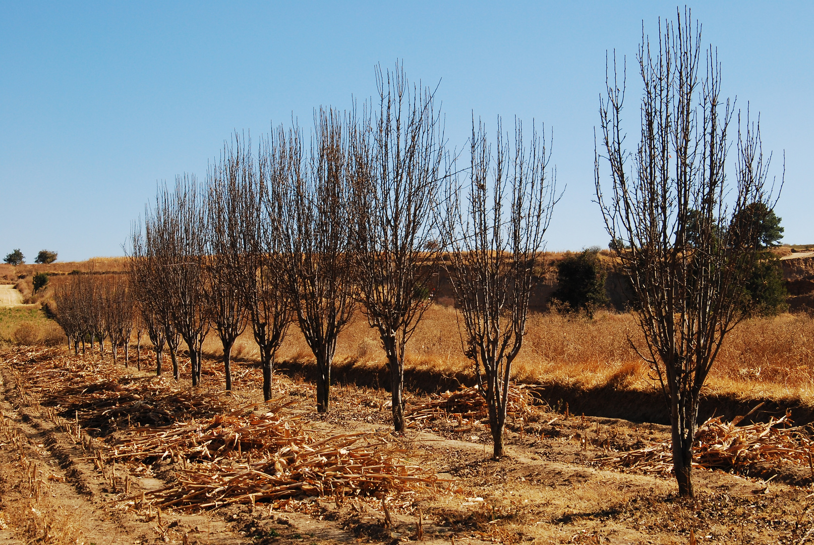 Perales invernando. Canon EOS 7D