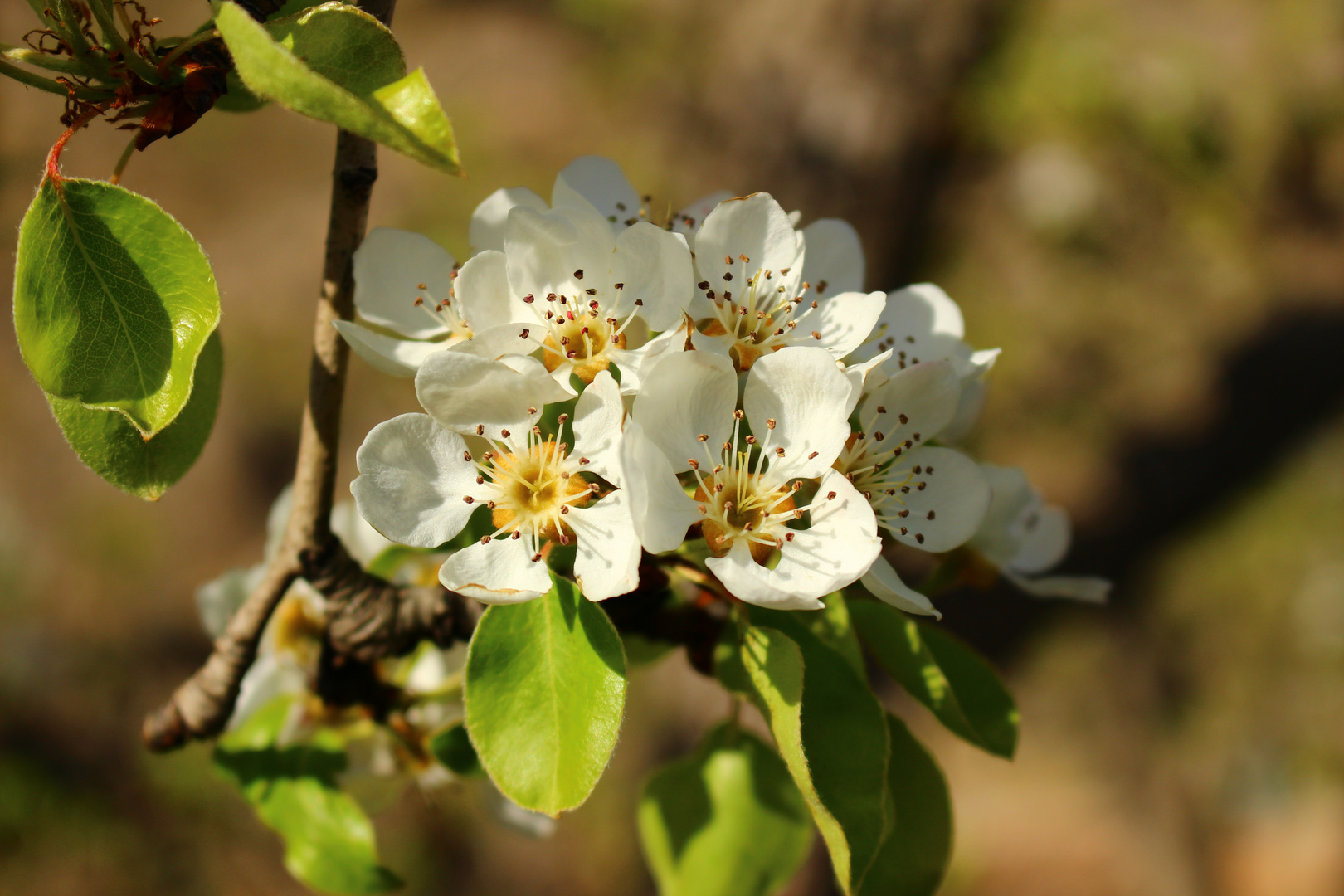 Peras en flor.