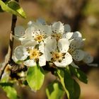 Peras en flor.