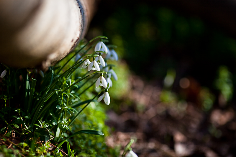 Perce-neige