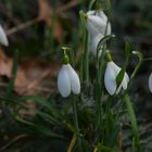 Perce neige