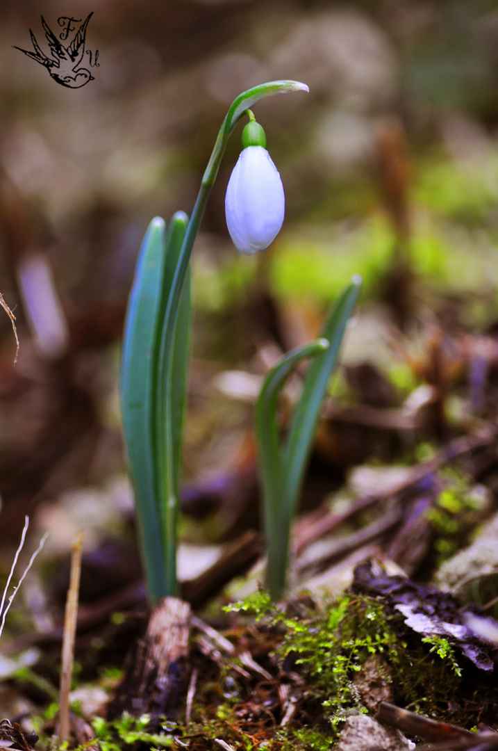 Perce Neige