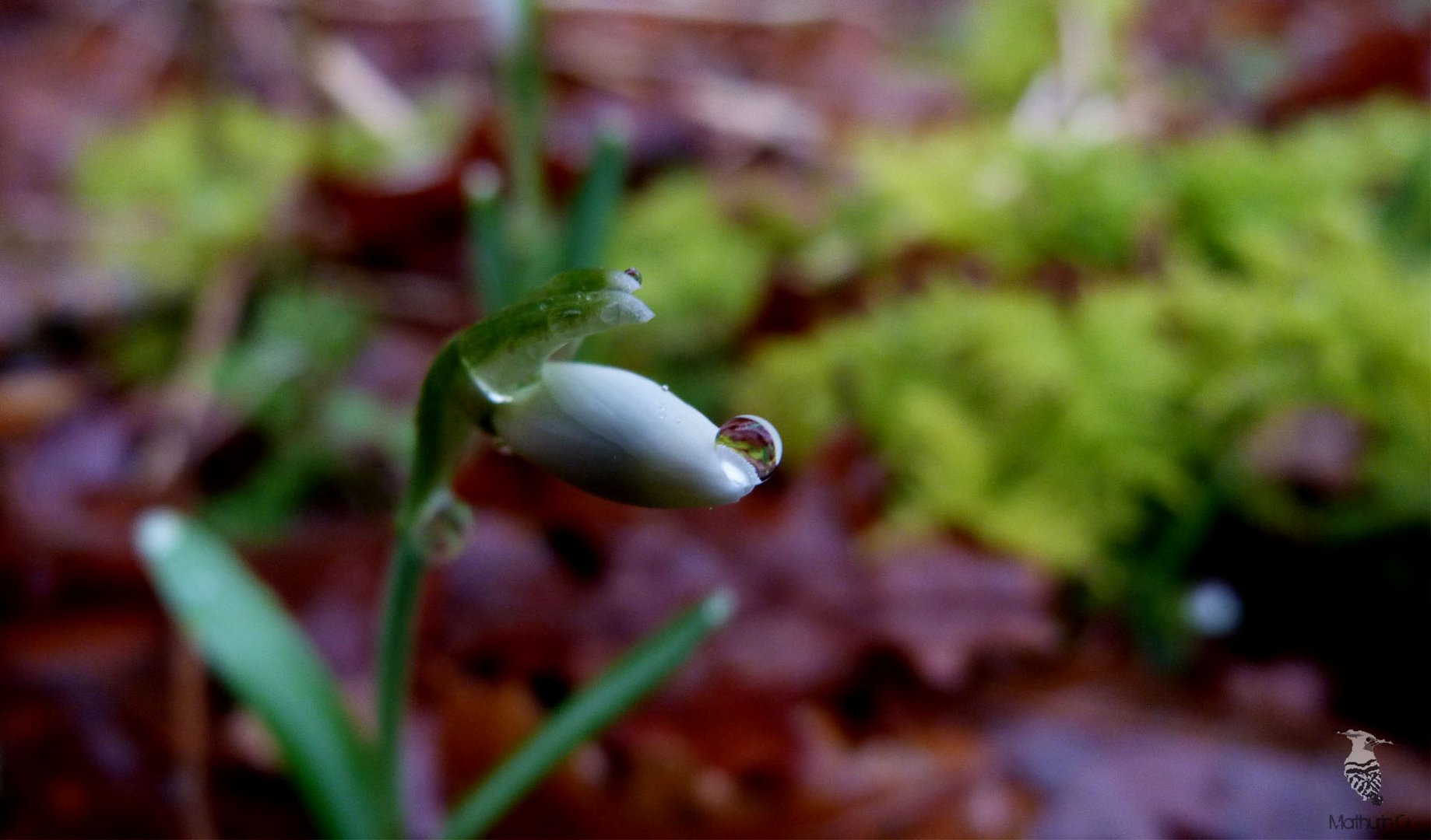 Perce-neige