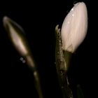 Perce Neige