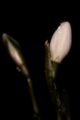 Perce Neige