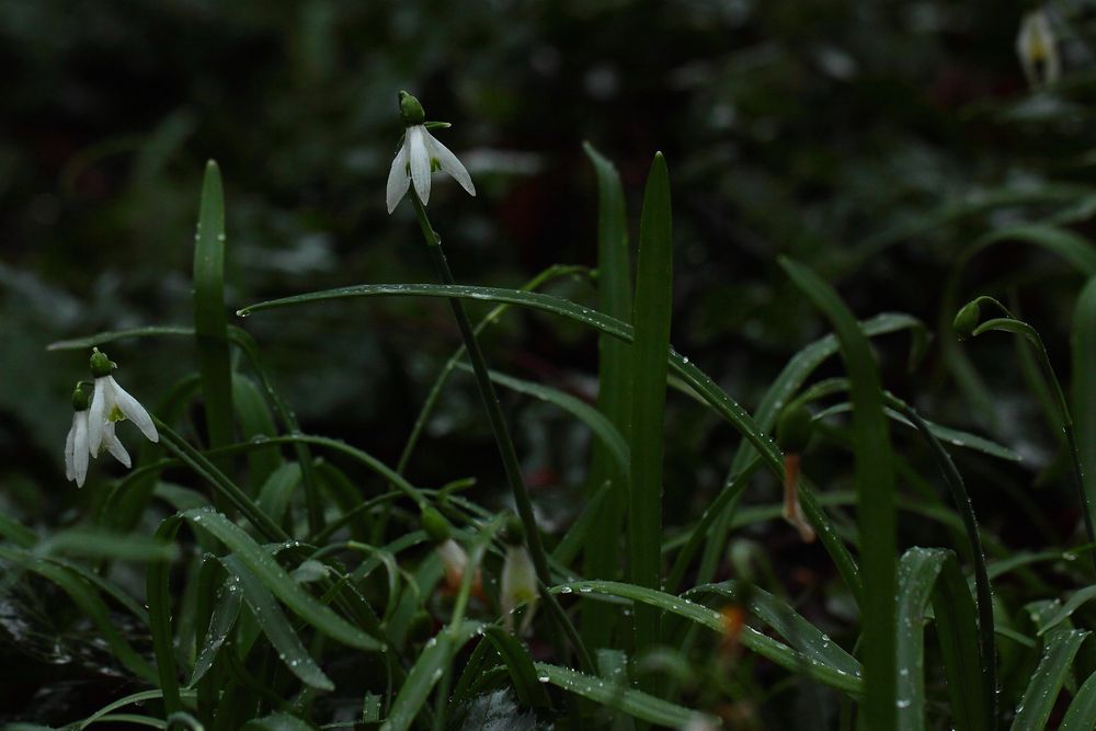 Perce Neige