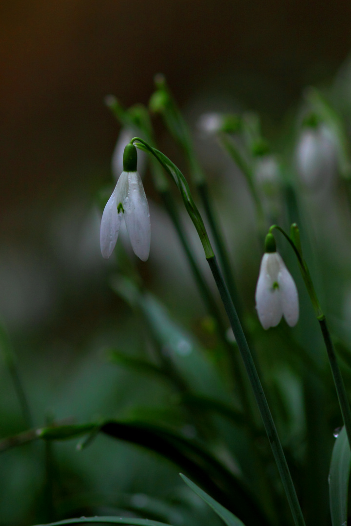 perce neige