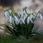 ''Perce-neige enveloppé de rosée du matin''