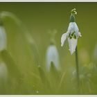 Perce Neige et goutte d'eau