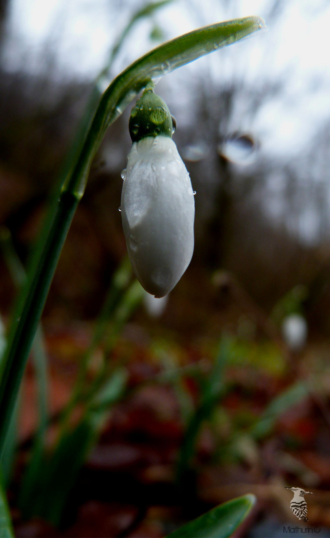 Perce-neiges, gouttes à gouttes