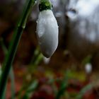 Perce-neiges, gouttes à gouttes