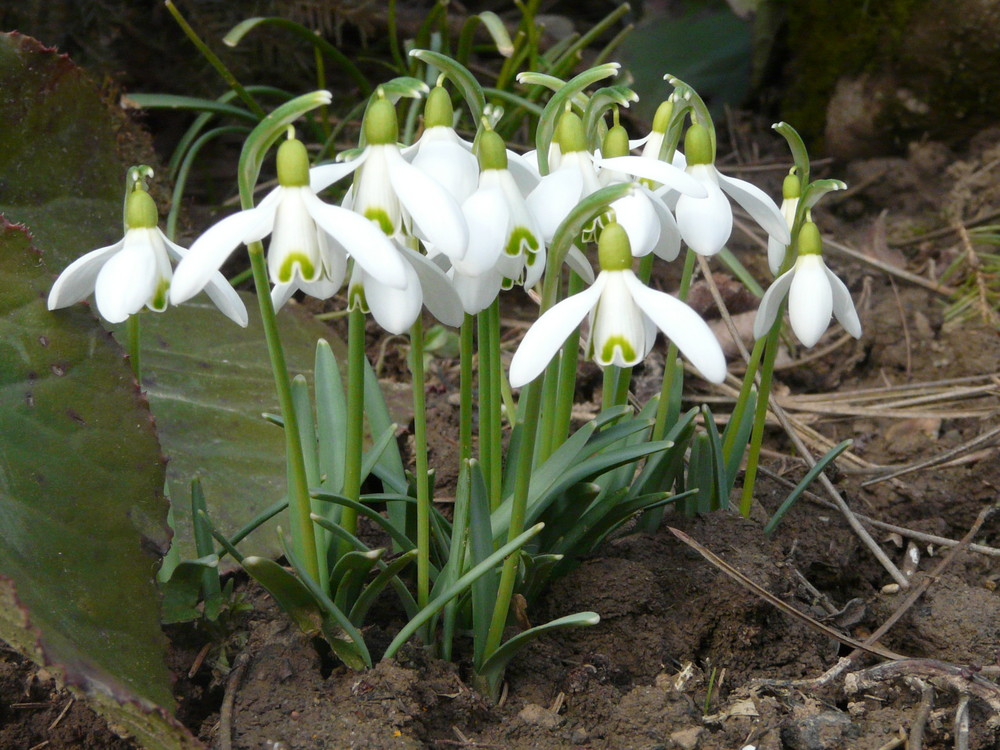 PERCE-NEIGES, LE RENOUVEAU