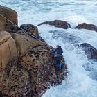 PERCEBEIROS EN ACCIÓN