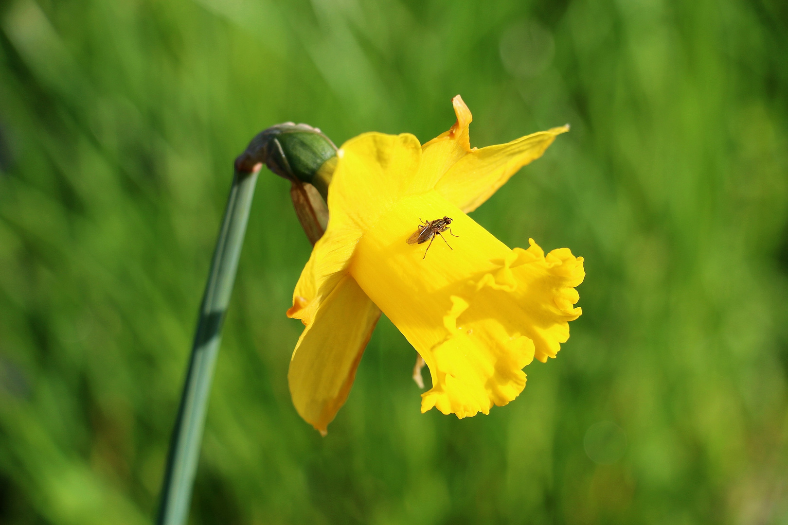 Percée de printemps