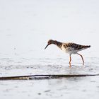 perceptual fragment  #1881/2021KP - Kampfläufer / Calidris pugnax