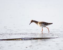 perceptual fragment  #1881/2021KP - Kampfläufer / Calidris pugnax