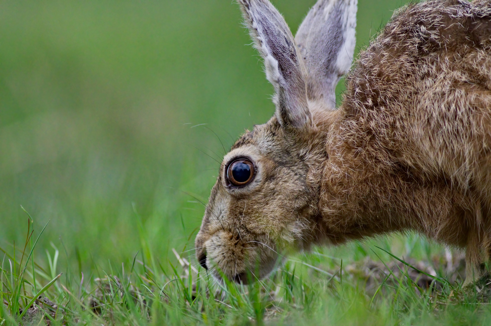 perceptual fragment  #3442/2021KP - Feldhase / Lepus europaeus / Hare