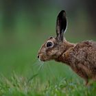 perceptual fragment #3524/2021KP - Feldhase / Lepus europaeus / Hare