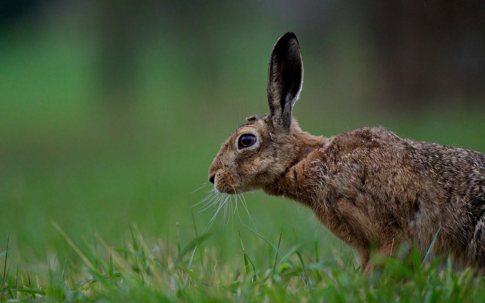 perceptual fragment #3524/2021KP - Feldhase / Lepus europaeus / Hare