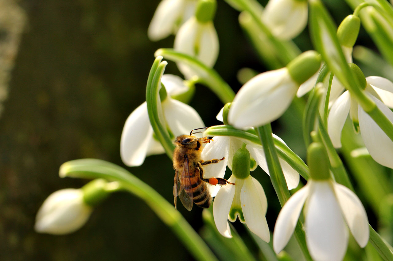 Perces neige et abeille .