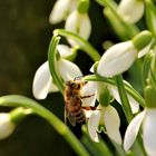 Perces neige et abeille .