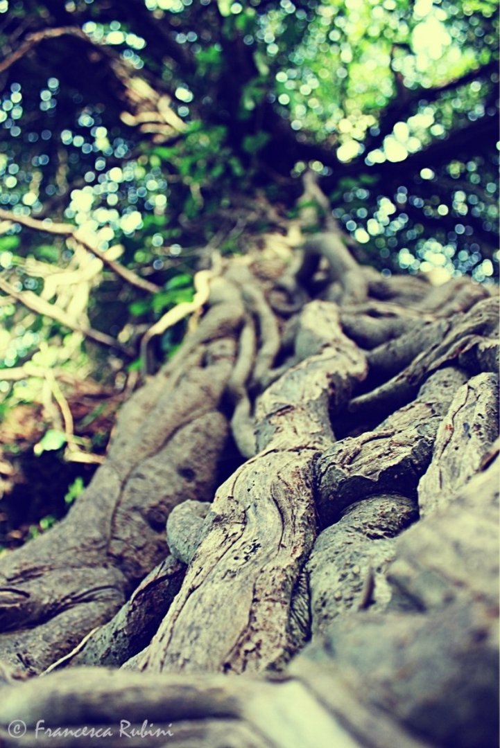 " Perchè le tue foreste sono il mio respiro , sai e non è più terrestre l'emozione che mi dai . "