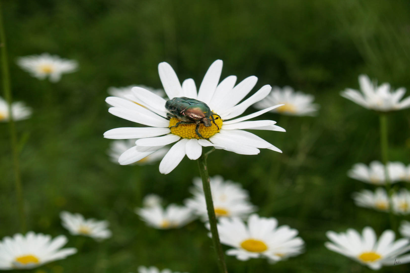 Perché sur ma fleure !