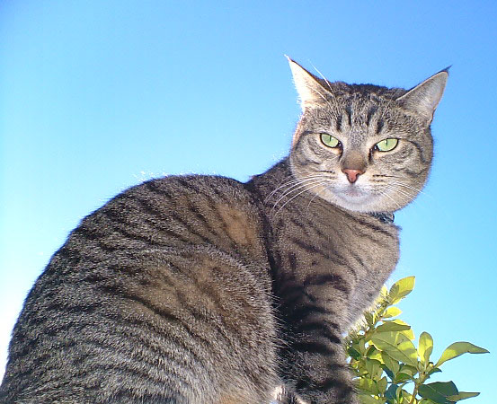 Perched on the fence